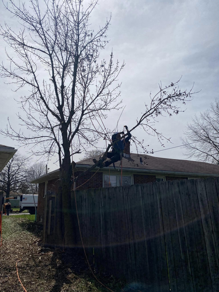 An arborist from Danny's Tree Service suspended by ropes, trimming a tree near a residential house in Kansas City, KS.