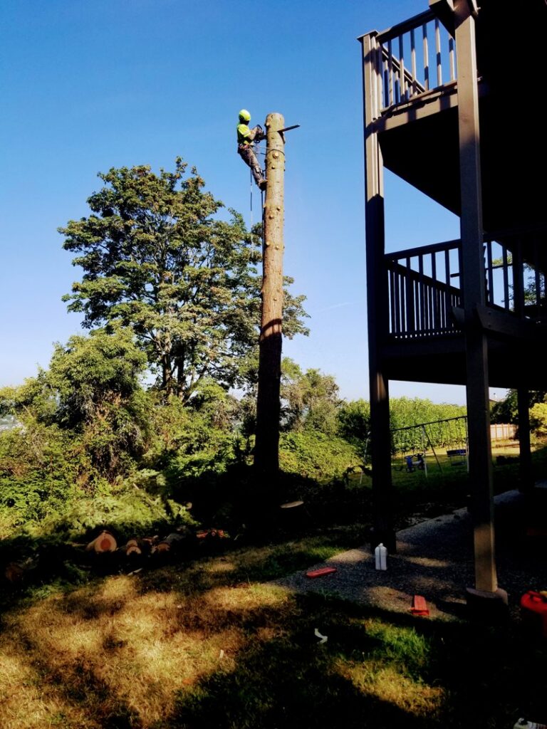 An arborist performing tall tree removal next to a residential deck for AA Tree Service in Kent, WA.