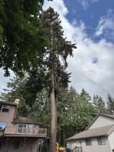 An arborist from Sound Tree Care LLC in Seattle, WA, performing tall tree removal with a wood chipper visible on the ground.