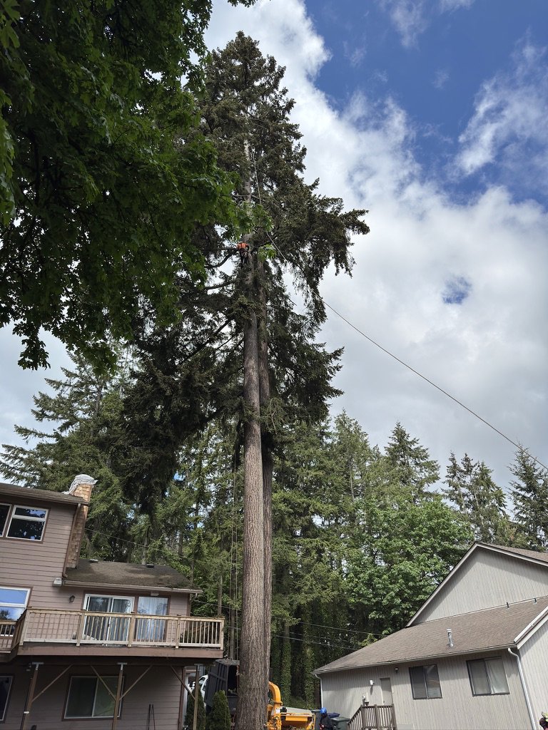 An arborist from Sound Tree Care LLC in Seattle, WA, performing tall tree removal with a wood chipper visible on the ground.