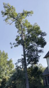 An arborist performing professional tree trimming high in a tall tree for Sunny Meadows Land and Tree LLC in Birmingham, AL