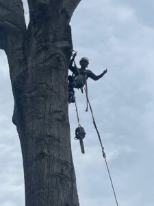 An arborist giving a thumbs up while working high in a tree, performing tree removal for Elite Tree Service in Knoxville, TN.