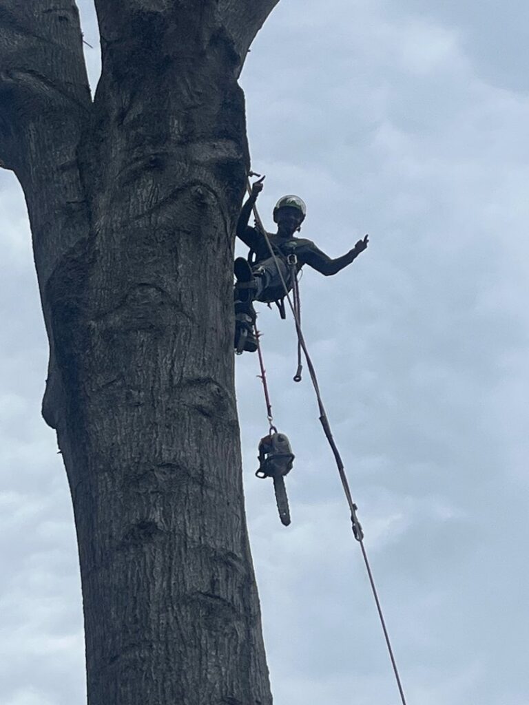 An arborist giving a thumbs up while working high in a tree, performing tree removal for Elite Tree Service in Knoxville, TN.