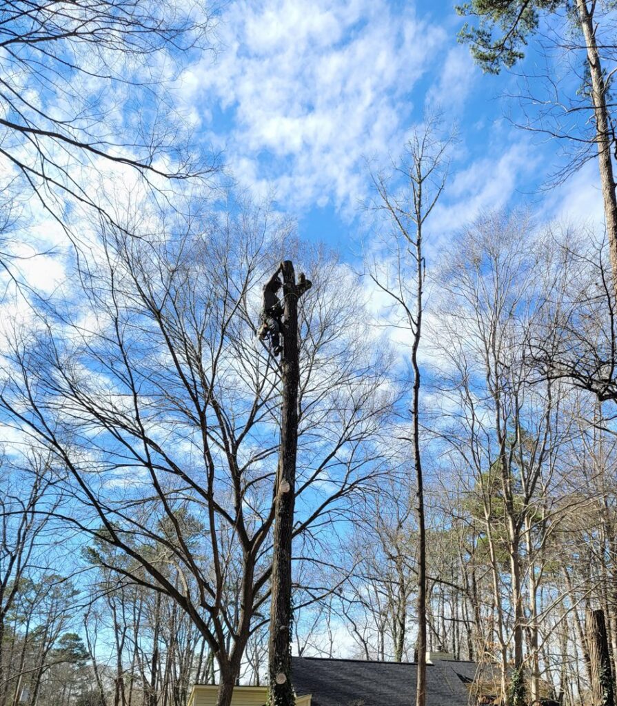 An arborist topping a tall, bare tree during winter for K.O. Tree Service in Charlotte, NC.
