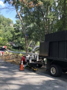 An arborist working high in a tree with a ground crew and wood chipper, performing comprehensive tree service by Victor Solis Tree Service in Norfolk, VA.