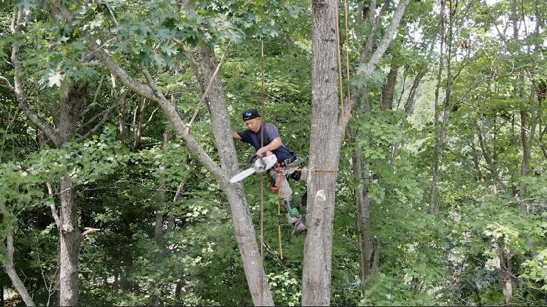 An arborist tree climber using a chainsaw to prune branches high in a tree for Ventura Tree Services in High Point, NC