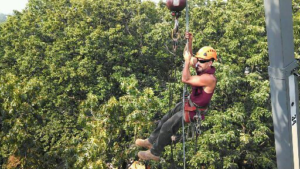 An arborist in safety gear suspended by ropes, performing tree work for Baltimore Tree Experts in Baltimore, MD.