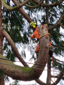 An arborist in safety gear climbing and working on a tree for AA Tree Service in Kent, WA.