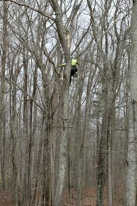 An arborist from American Tree Service, Inc. climbing a tall tree for service in Coventry, RI.