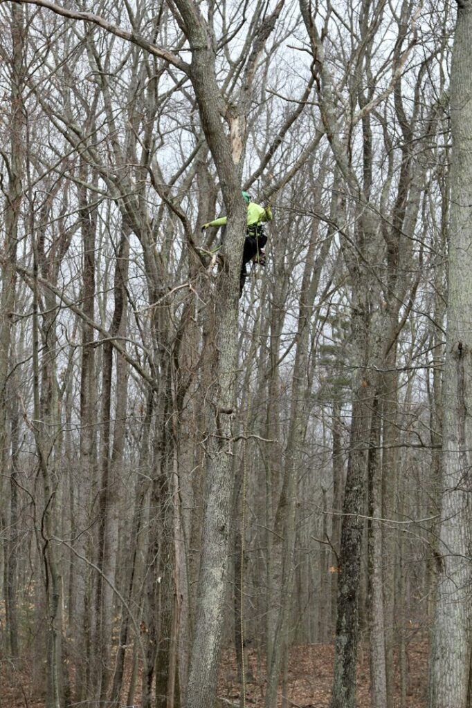 An arborist from American Tree Service, Inc. climbing a tall tree for service in Coventry, RI.