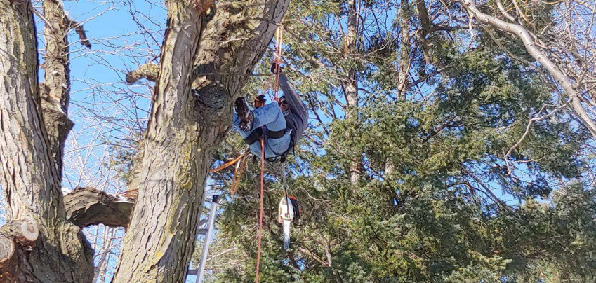 An arborist suspended by ropes in a tree with a chainsaw, performing tree removal or pruning for Buckeye Tree Services Inc. in Papillion, NE.