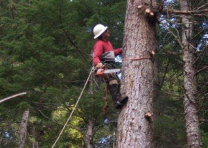 An arborist climbing a tall tree with a chainsaw and safety gear, performing tree trimming for Carlos Tree Service in Juneau, AK.