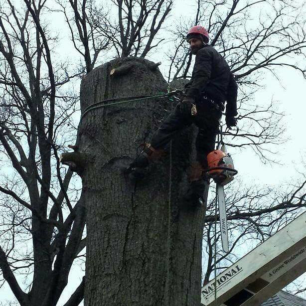 An arborist in climbing gear with a chainsaw, high up in a tree, performing tree removal for Climb-Ax Tree Service in Louisville, KY