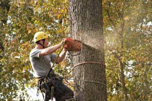 An arborist climbing a tree and using a chainsaw for tree trimming in Waukesha, WI, by Green Man Tree & Buckthorn Services.