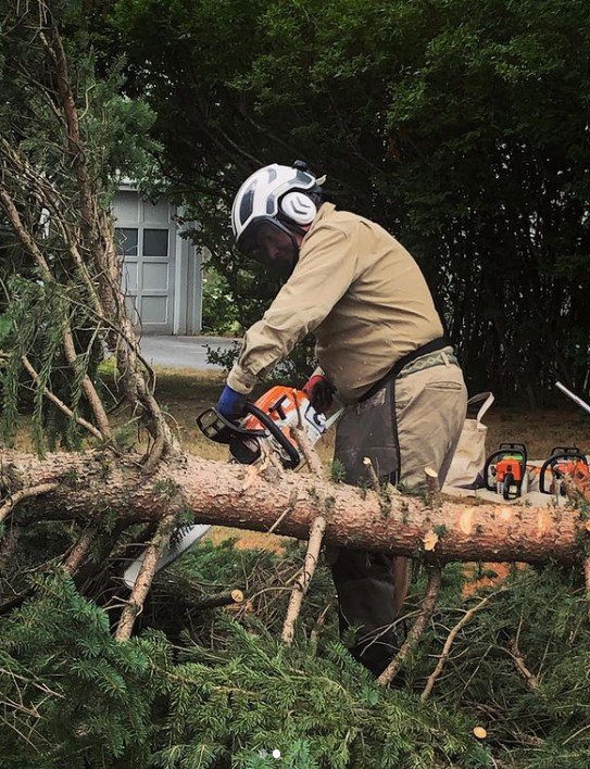 An arborist safely climbing a tree with a chainsaw for tree removal services by Dark Arbor Tree Care in Portland, ME.