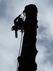 An arborist in silhouette, safely climbing a tall tree with a chainsaw for removal or trimming by Reyes Tree Service LLC in Vancouver, WA.