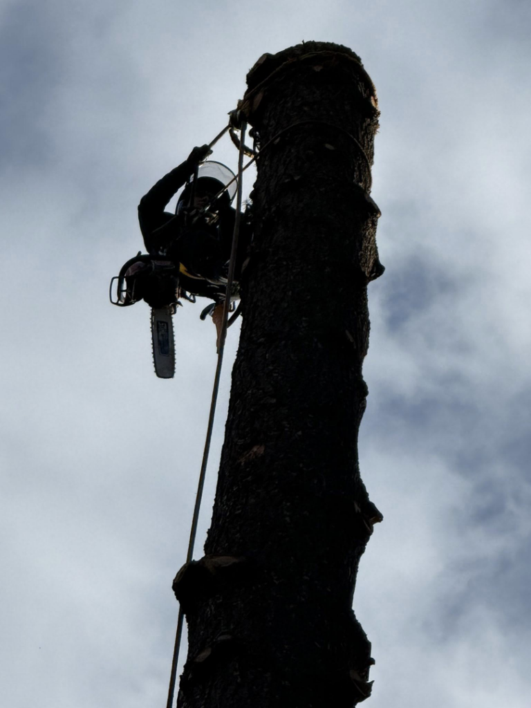 An arborist in silhouette, safely climbing a tall tree with a chainsaw for removal or trimming by Reyes Tree Service LLC in Vancouver, WA.