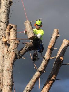 An arborist climbing and cutting a tree section, demonstrating skilled tree service by Elevation Tree Service LLC - Magic Valley in Salt Lake City, UT.