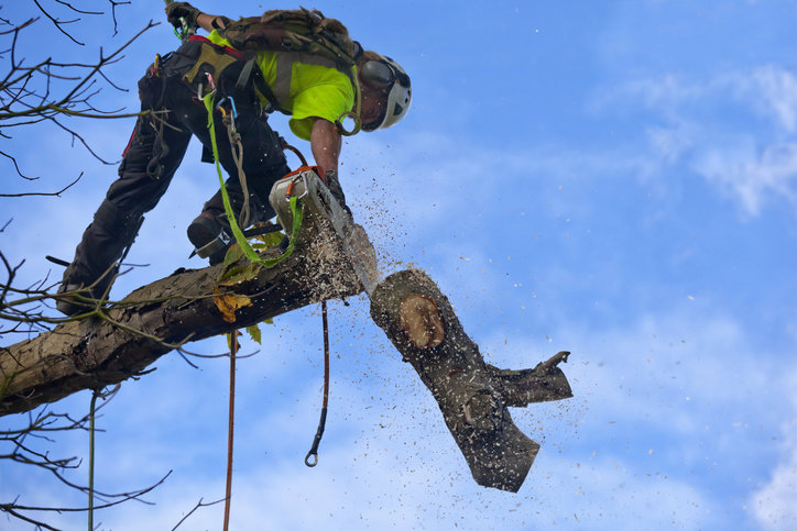 An arborist safely suspended by ropes, using a chainsaw to cut a large tree branch for Peoria Tree Experts in Peoria, IL.