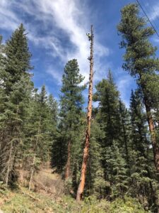 An arborist climbing a tall tree for removal or pruning by InnovationTree Specialist in Rio Rancho, NM.
