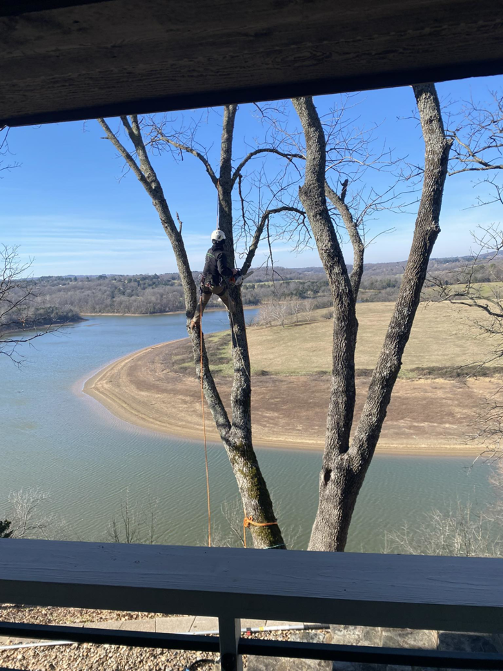 An arborist climbing a tall tree with ropes, performing tree service for Marsh Tree Service LLC in Fayetteville, AR.
