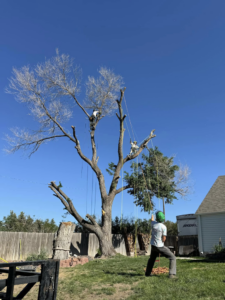 Arborists climbing and pruning a large tree, with a ground worker managing ropes for Magrum Tree Service in Cheyenne, WY.