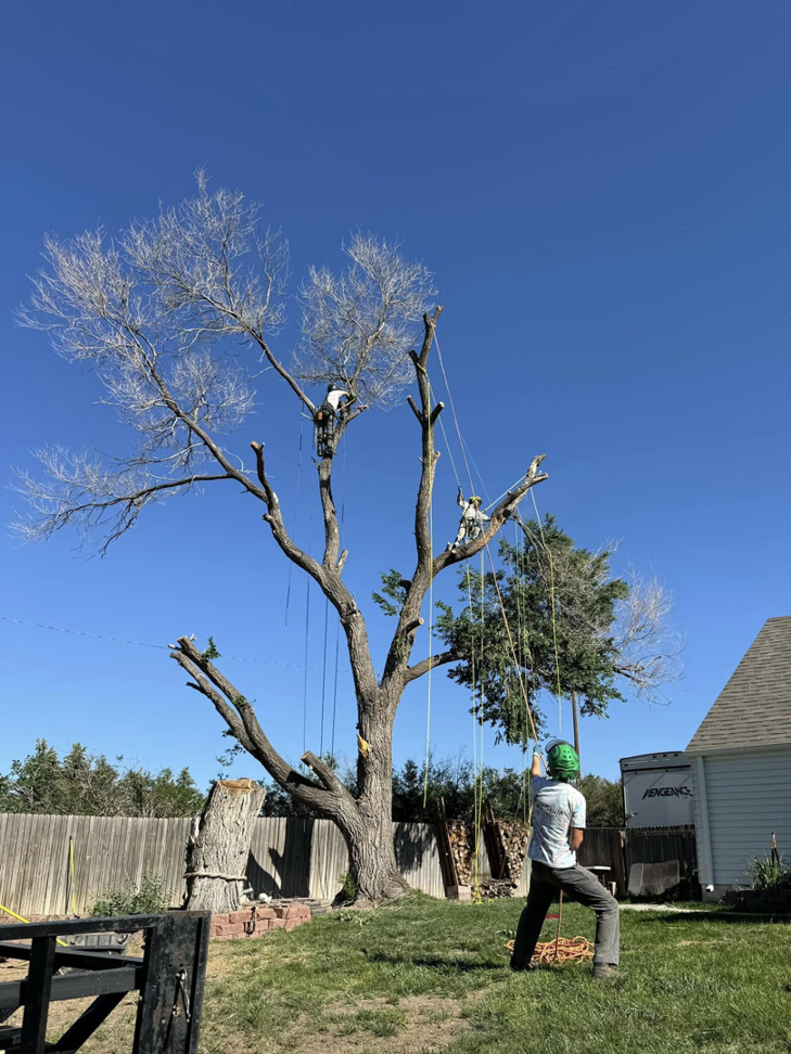 Arborists climbing and pruning a large tree, with a ground worker managing ropes for Magrum Tree Service in Cheyenne, WY.