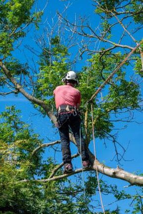 An arborist from Mr Spruce Tree Service LLC climbing and pruning a tree using ropes and safety gear in Ankeny, IA.