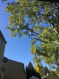 An arborist climbing and pruning a large tree using ropes and a platform for Robles Tree Service in Detroit, MI.