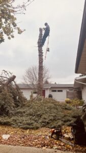An arborist climbing a tall tree for removal services by Custom Cuts Tree Service in Watertown, SD.