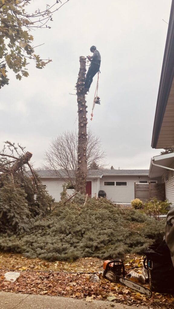 An arborist climbing a tall tree for removal services by Custom Cuts Tree Service in Watertown, SD.