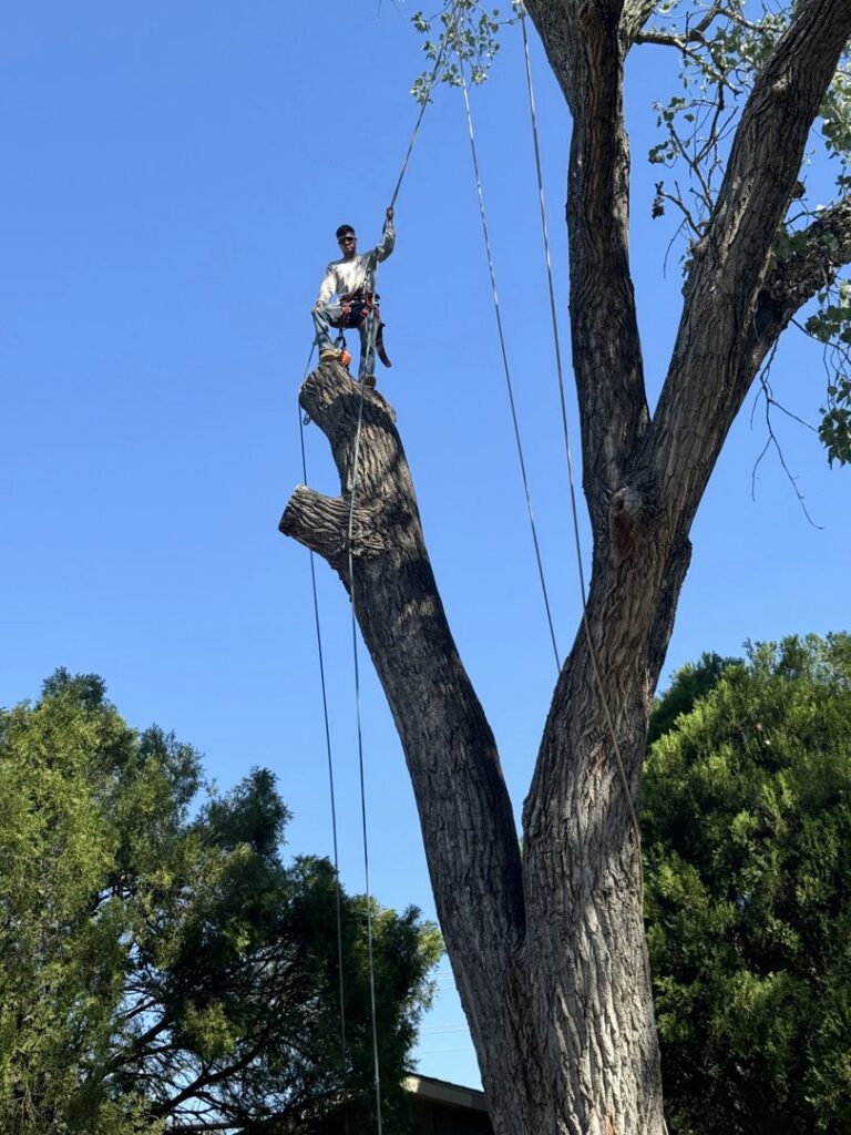 An arborist safely climbing a tall tree for branch removal or pruning by Lion Tree Service in Dallas, TX.