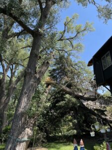 An arborist from M S Wiekhorst Arbor Company climbing a tree with ropes to remove a large branch near a house in Columbus, NE.