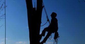 A silhouette of an arborist climbing a tree with ropes and harness for Autumn's Tree Care and Seasonal Services in Janesville, WI