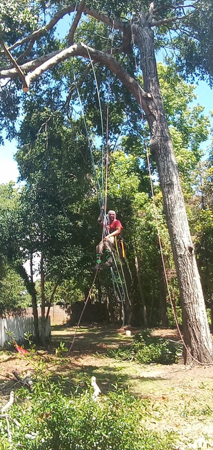 An arborist suspended by ropes performing tree climbing services for Supreme Tree Service in Carolina Beach, NC.