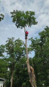 An arborist safely climbing and trimming a tall tree for 904tree.com in Jacksonville, FL.