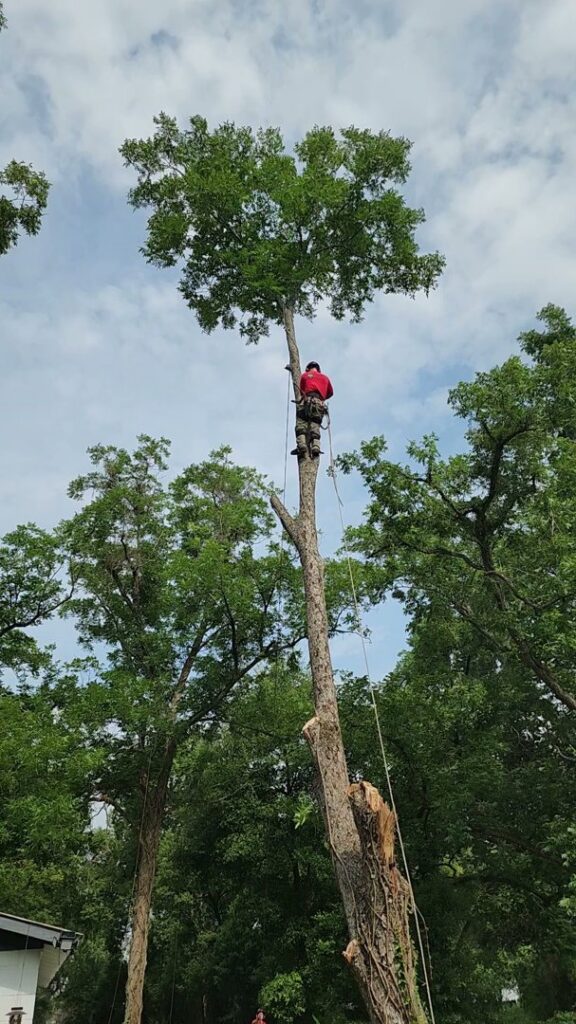 An arborist safely climbing and trimming a tall tree for 904tree.com in Jacksonville, FL.