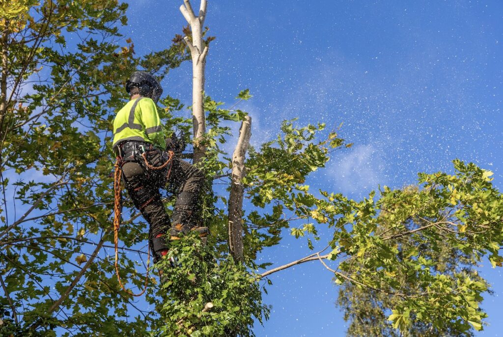 An arborist safely climbing and trimming branches high in a tree, showcasing expert tree service by BA Robinson Tree Service in Saint George, UT.