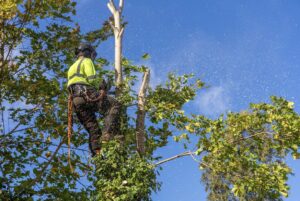 An arborist safely climbing and trimming branches high in a tree, showcasing expert tree service by BA Robinson Tree Service in Saint George, UT.