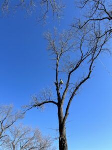 An arborist safely climbing a tall tree for trimming services by ED's Landscaping in Mechanicsville, VA.