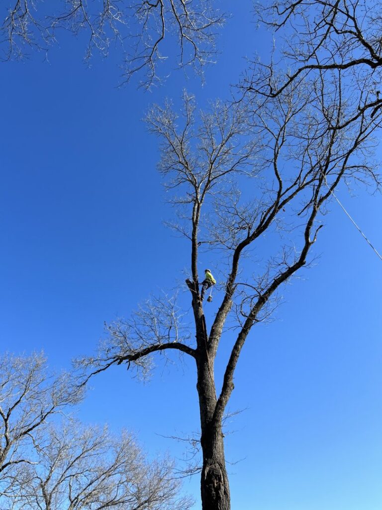 An arborist safely climbing a tall tree for trimming services by ED's Landscaping in Mechanicsville, VA.