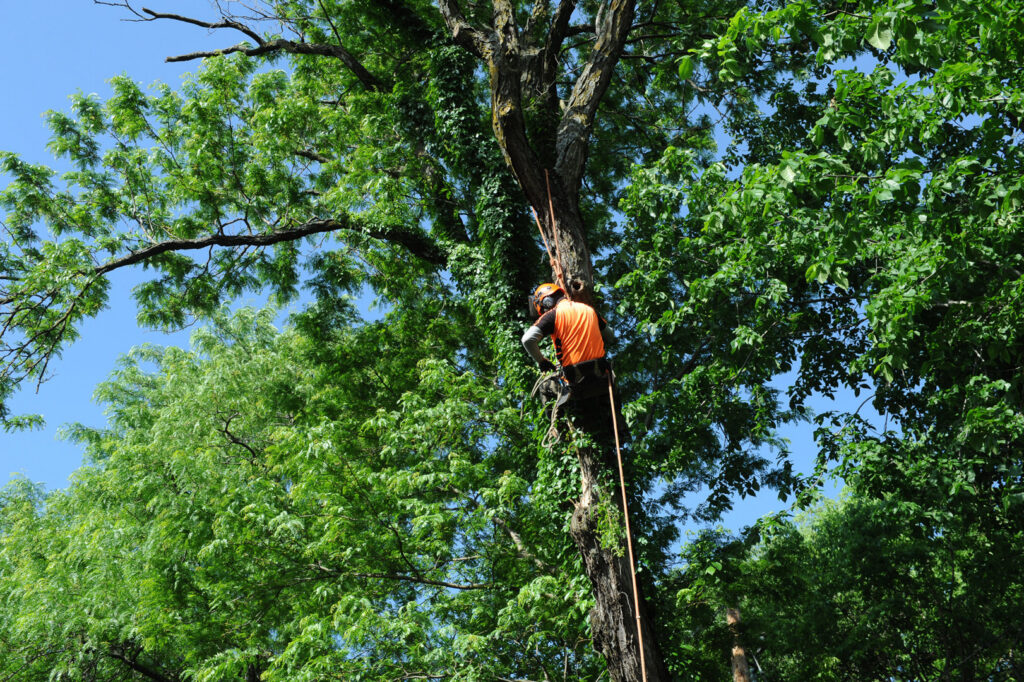 An arborist climbing a tall tree with ropes and harness for tree trimming by Kansas Tree Care in Lawrence, KS.