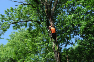 An arborist climbing a tall tree with ropes and harness for tree trimming by Kansas Tree Care in Lawrence, KS.