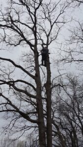 An arborist climbing and trimming branches high in a tree for King's Tree Service LLC in Winfield, MO.