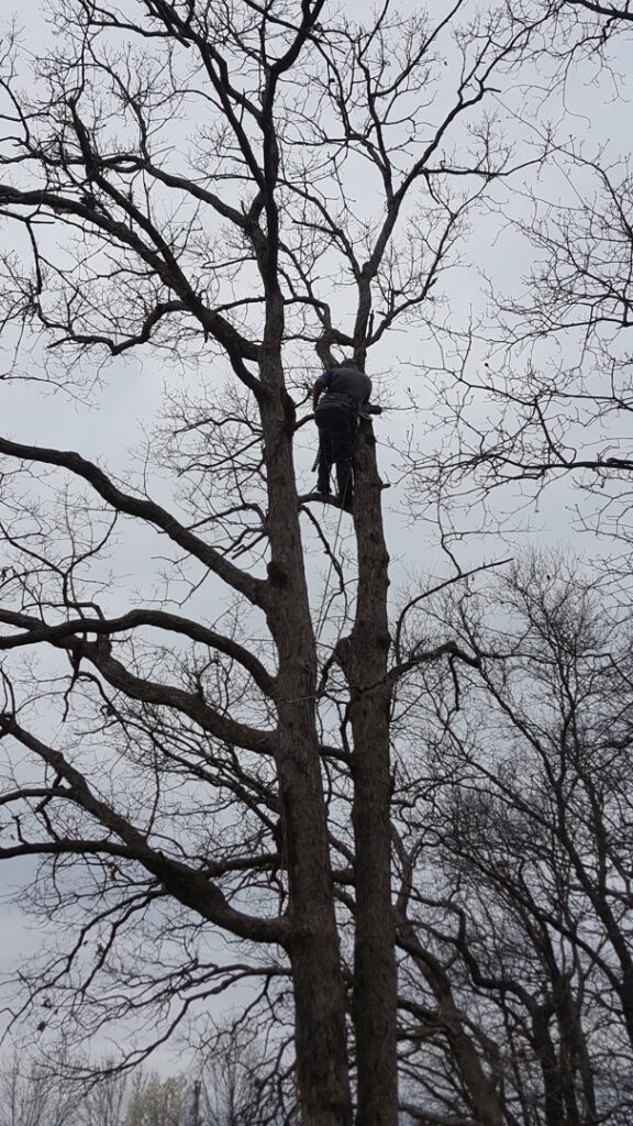 An arborist climbing and trimming branches high in a tree for King's Tree Service LLC in Winfield, MO.