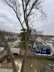 An arborist climbing and trimming a large tree, secured with ropes, by Raptors Tree Service LLC in Hammond, IN.