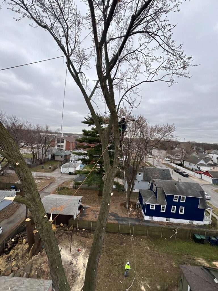 An arborist climbing and trimming a large tree, secured with ropes, by Raptors Tree Service LLC in Hammond, IN.