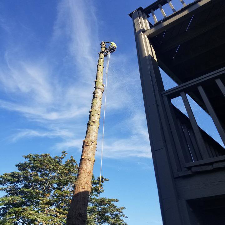 An arborist cutting a tall tree trunk with wood chips flying, demonstrating tree removal by AA Tree Service in Kent, WA.