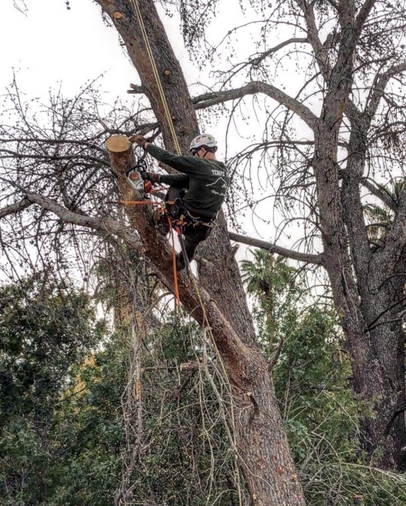 An arborist from Tempe Tree Service Pros safely cutting a tree branch while harnessed in Tempe, AZ