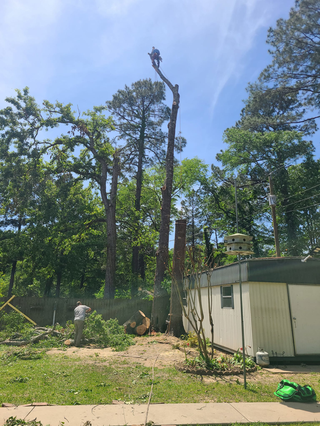 An arborist high in a tree actively cutting branches, with another worker on the ground, by Edgar's Tree Service & Demolition in West Monroe, LA